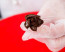 Ateco 901 Small Flower Nail