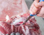F. Dick 5 in ErgoGrip Semi Flex Boning Knife