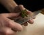 Shun Premier 4 in. (100mm) Paring Knife cutting fruit