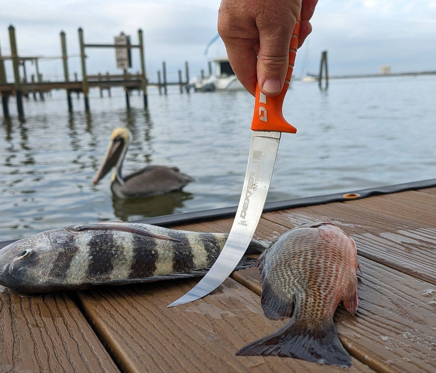 Dexter-Russell fillet knife with an orange handle above freshly caught sheepshead and snapper on a dock
